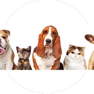 Petals & Pets: Flower Sale and Pet Event @ Downtown Allen Park