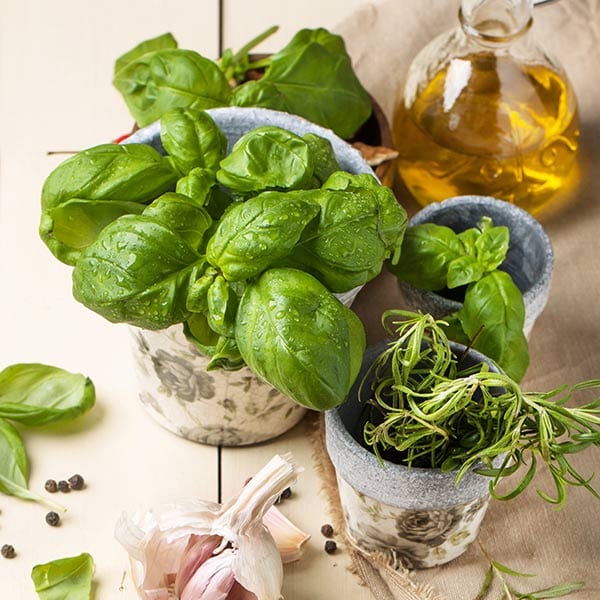 Melissa Francetich provides step-by-step directions on how to prepare our Basil Chicken Soup Recipe.