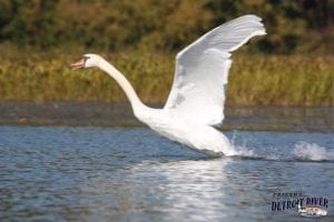 Early Bird Hike @ Oakwoods Metropark Nature Center | Flat Rock | Michigan | United States