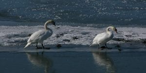 Winter Scavenger Hunt @ Trenton | Michigan | United States