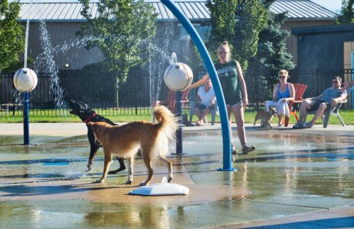 Splash for the Shelter @ Heritage Park Splash Pad for the dogs | Taylor | Michigan | United States